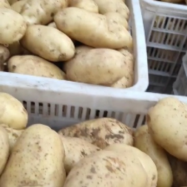 山东大量新鲜荷兰十五土豆，表光好，个头大，无虫大量有货