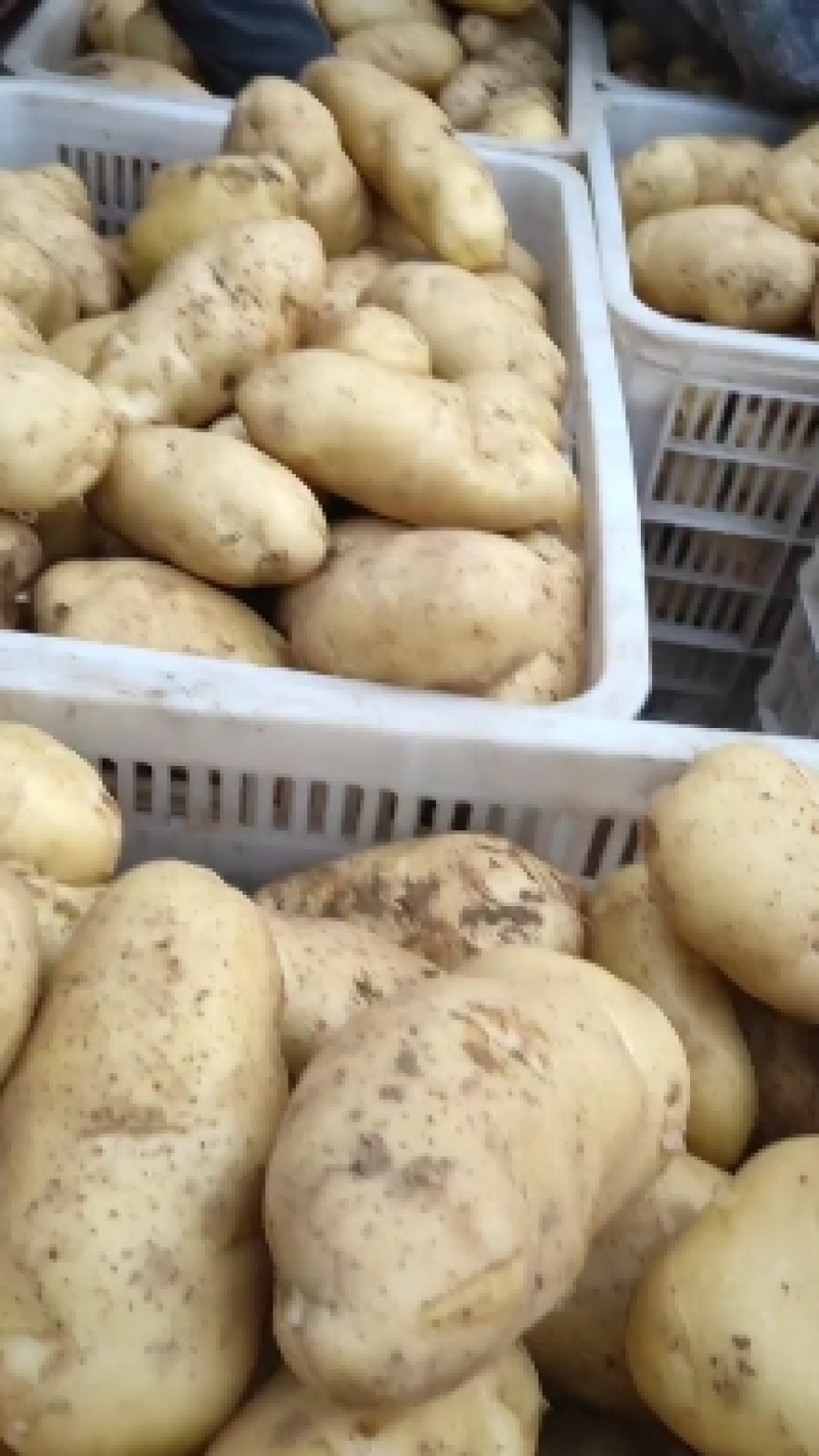 山东大量新鲜荷兰十五土豆，表光好，个头大，无虫大量有货