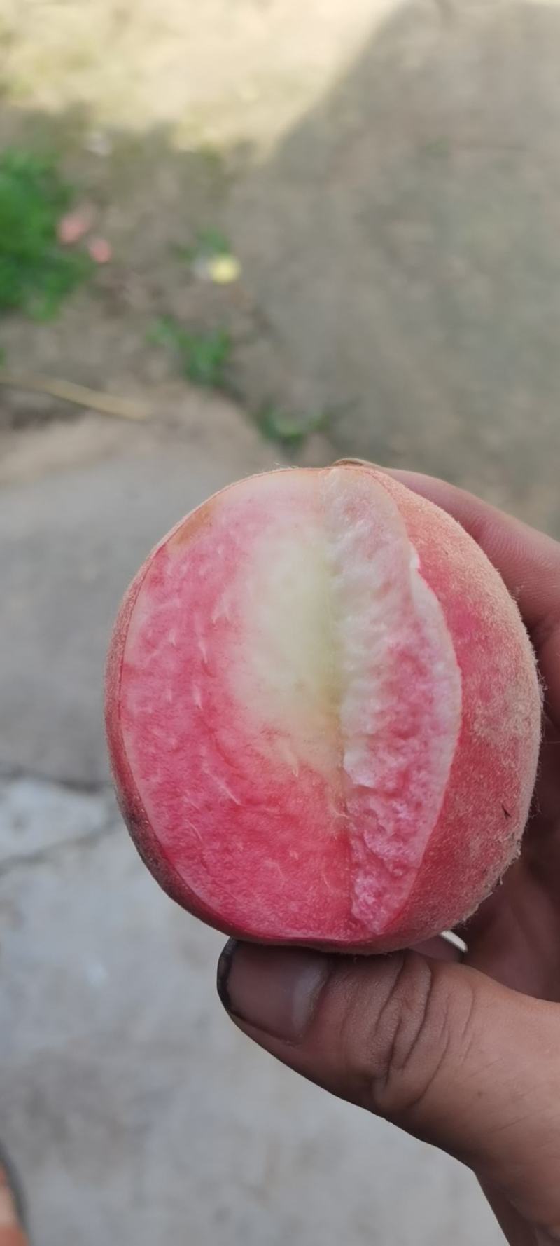 中桃9
