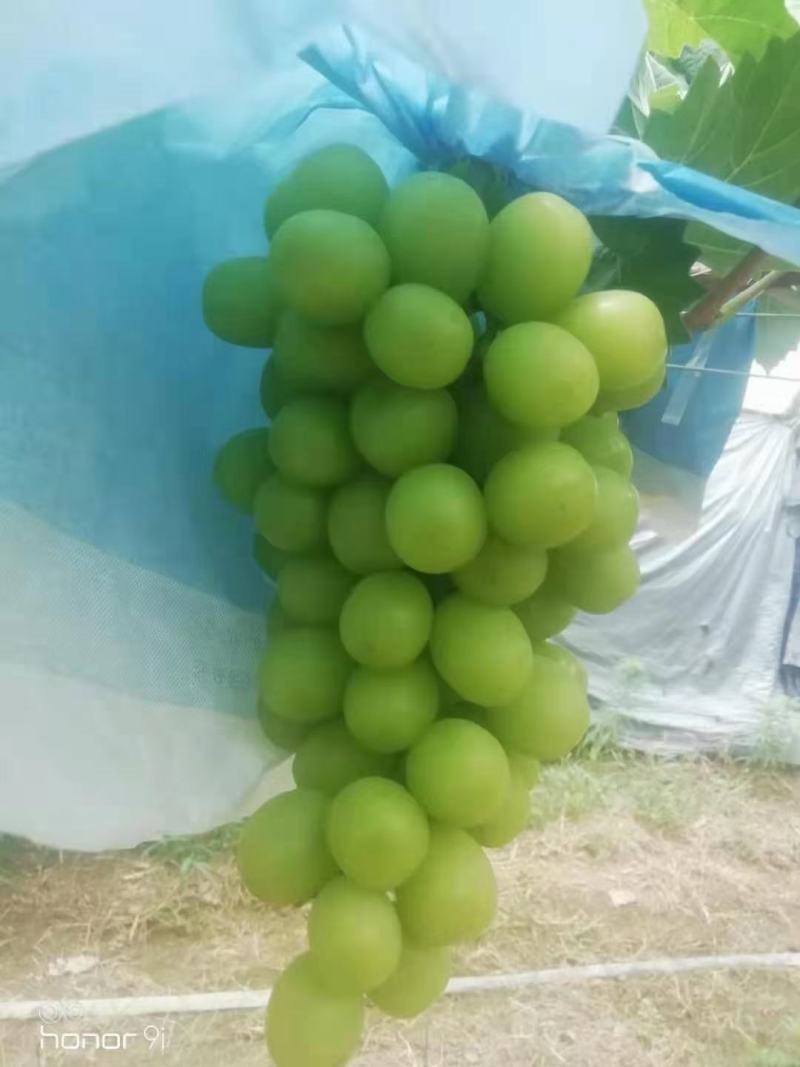出售阳光玫瑰！！！！！