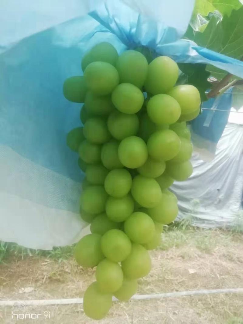 出售阳光玫瑰！！！！！