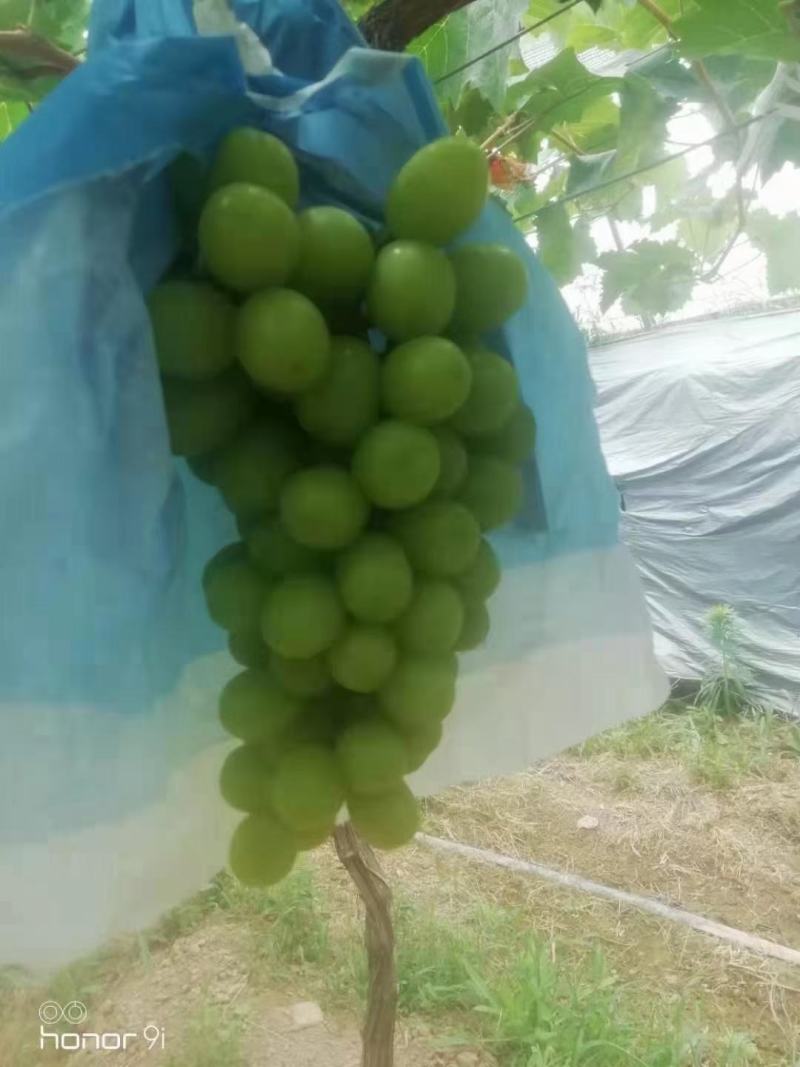 出售阳光玫瑰！！！！！