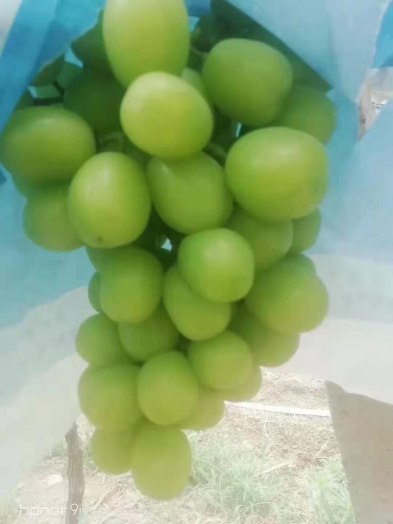 出售阳光玫瑰！！！！！