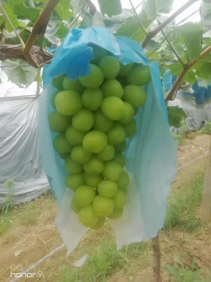 出售阳光玫瑰！！！！！