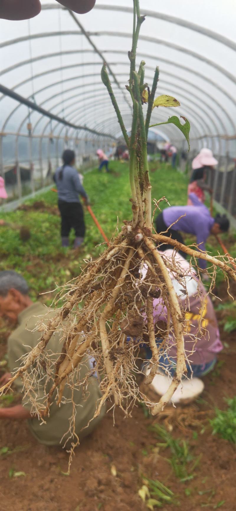 百部苗云南红花，白花对叶大百部优质种苗