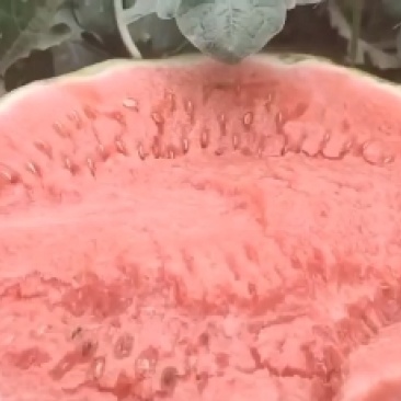 蒲城旱原甜王，甘甜可口，黑子红壤小薄皮。