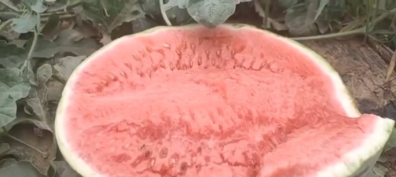 蒲城旱原甜王，甘甜可口，黑子红壤小薄皮。
