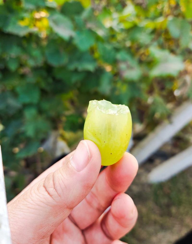 广宗县大棚葡萄种植基地