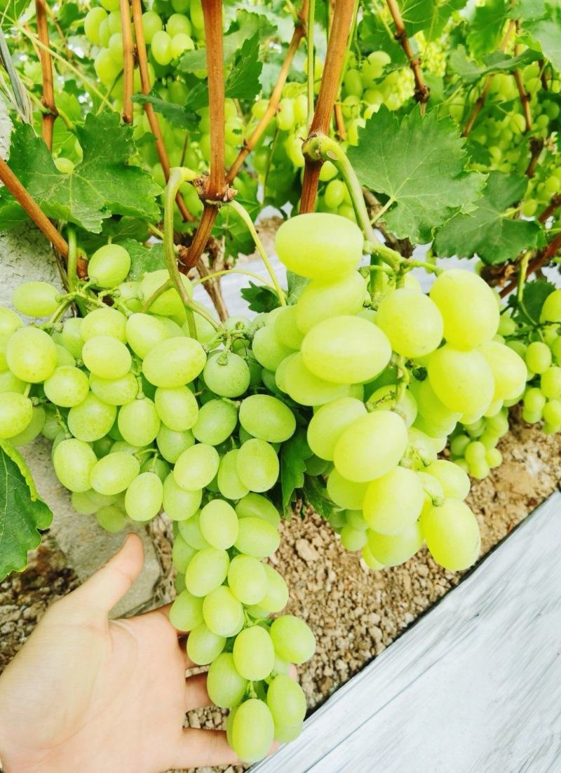 广宗县大棚葡萄种植基地