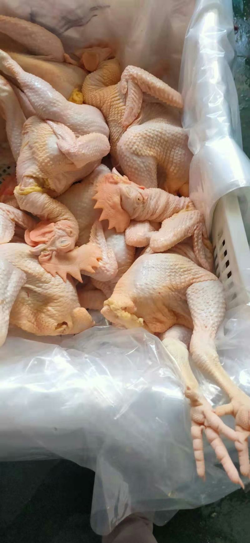 青脚大公鸡