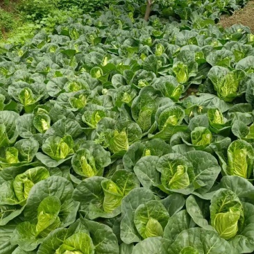 四川阿坝州牛心甘蓝