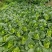 四川阿坝州牛心甘蓝