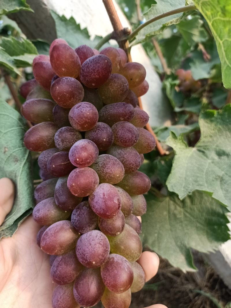 《山东茉莉香》山东大棚茉莉香葡萄已大量上市串形好，口感甜