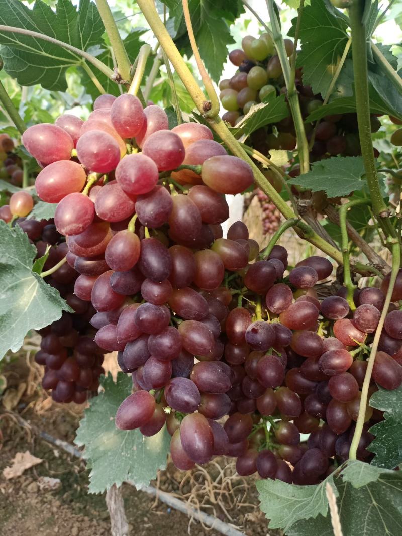 《山东茉莉香》山东大棚茉莉香葡萄已大量上市串形好，口感甜