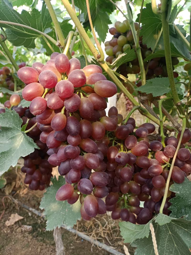《山东茉莉香》山东大棚茉莉香葡萄已大量上市串形好，口感甜