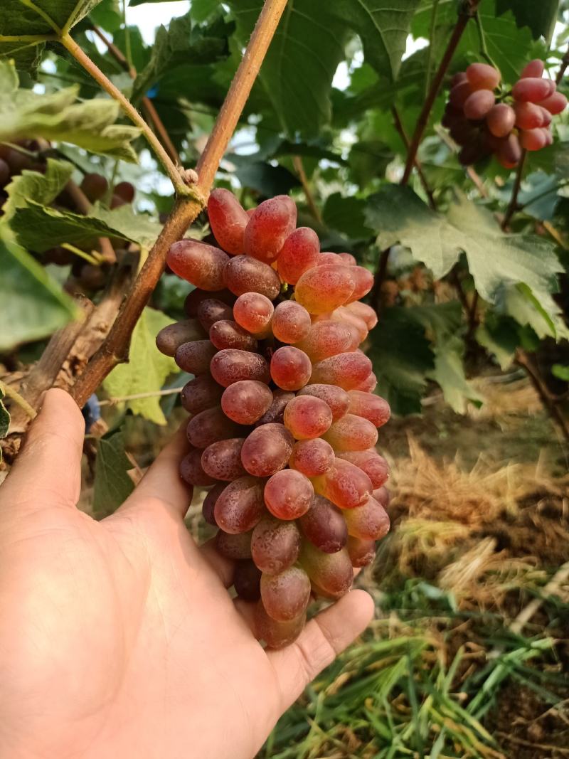 《山东茉莉香》山东大棚茉莉香葡萄已大量上市串形好，口感甜