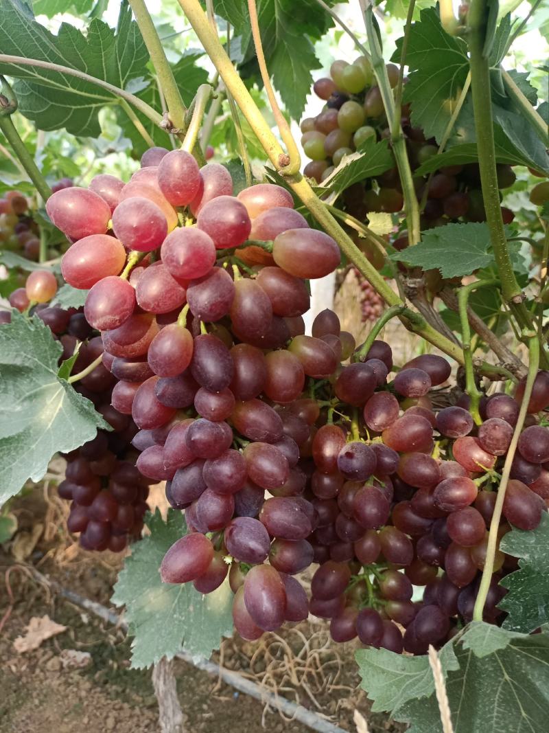 《山东茉莉香》山东大棚茉莉香葡萄已大量上市串形好，口感甜