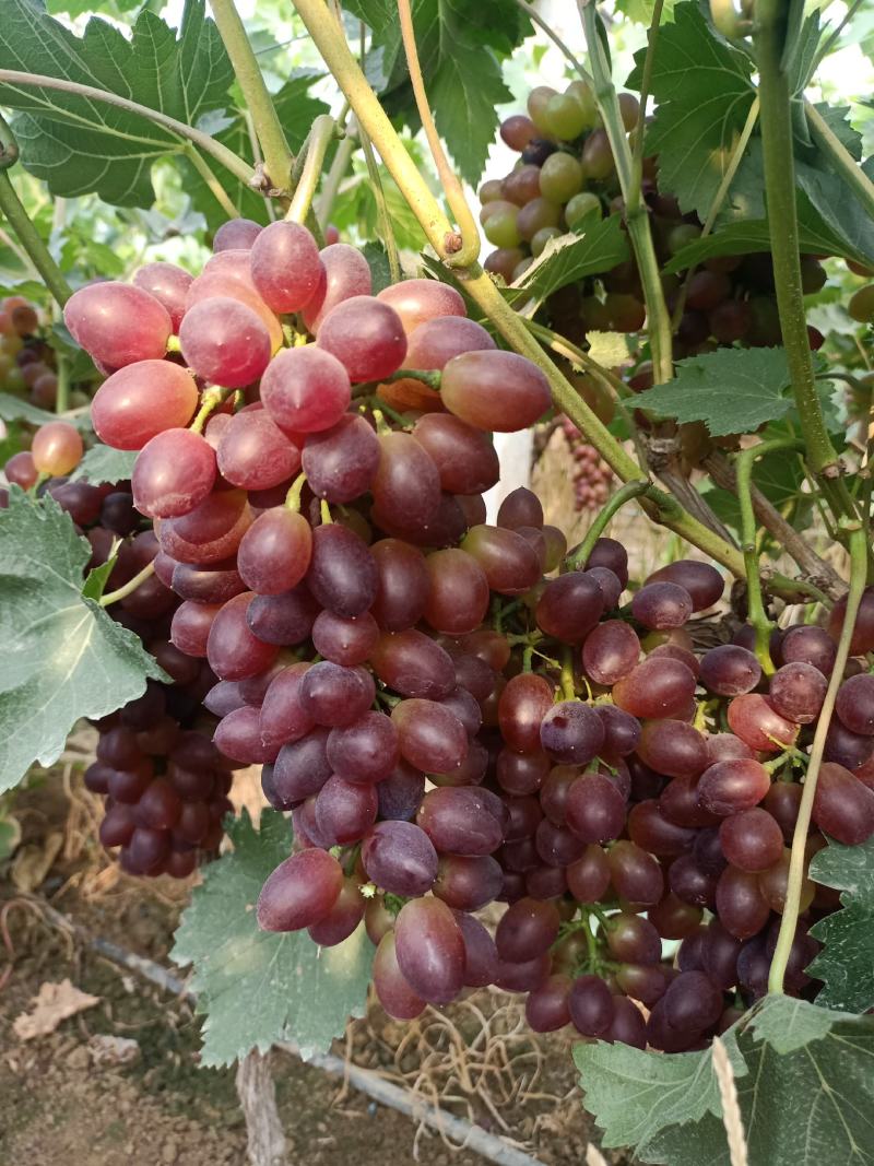 《山东茉莉香》山东大棚茉莉香葡萄已大量上市串形好，口感甜