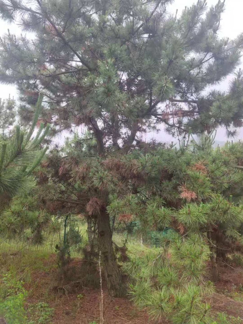 20～30黑松