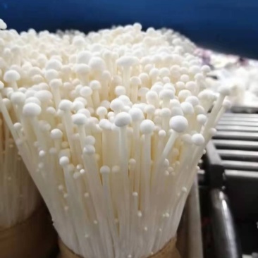 金针菇150g，营养美味