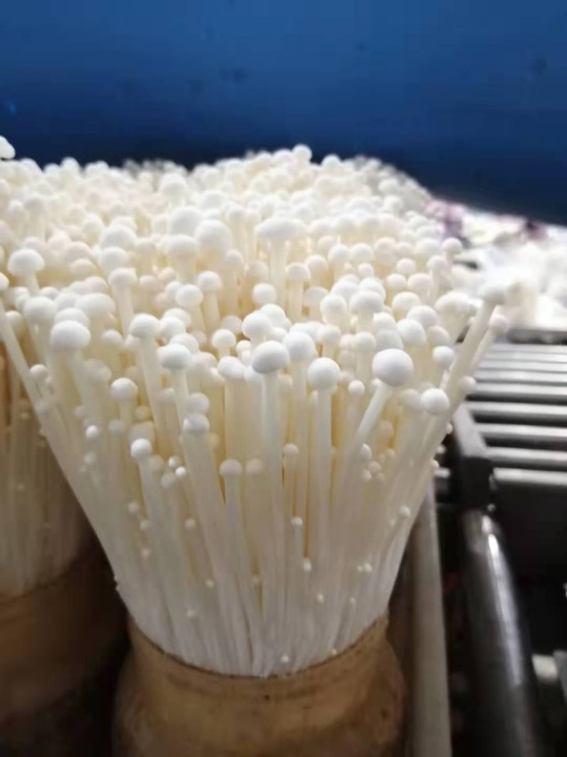 金针菇150g，营养美味