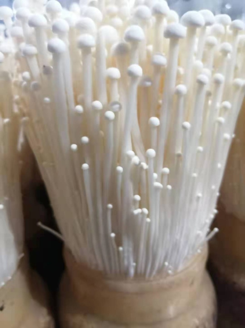 金针菇150g，营养美味