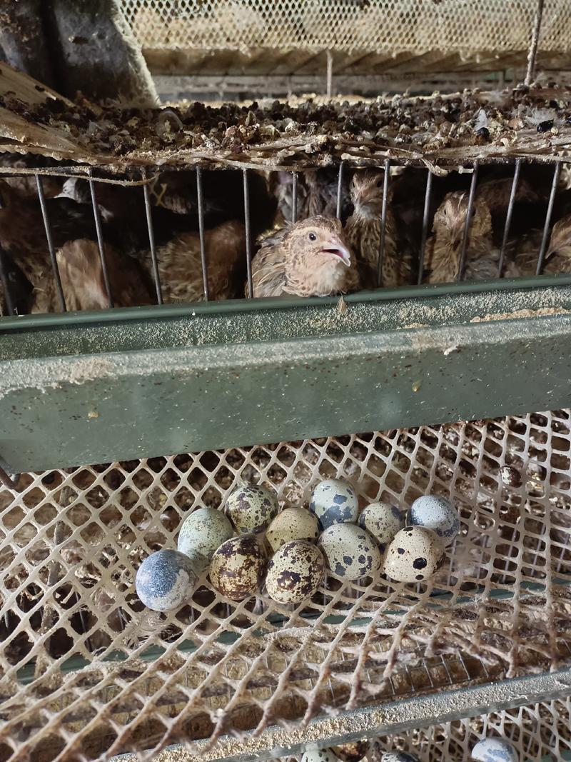 河南焦作土鹌鹑蛋手工捡蛋，减去胶框的重量，挑出来次蛋