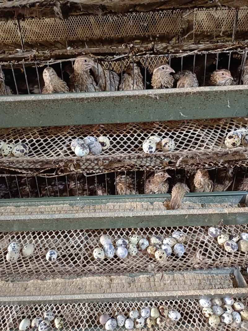 河南焦作精品鹌鹑蛋手工捡蛋，焦作鹌鹑蛋