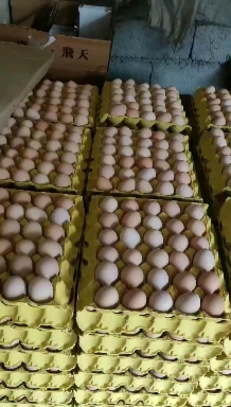 小码初产土鸡蛋大量出售每天2ooo一5ooo件