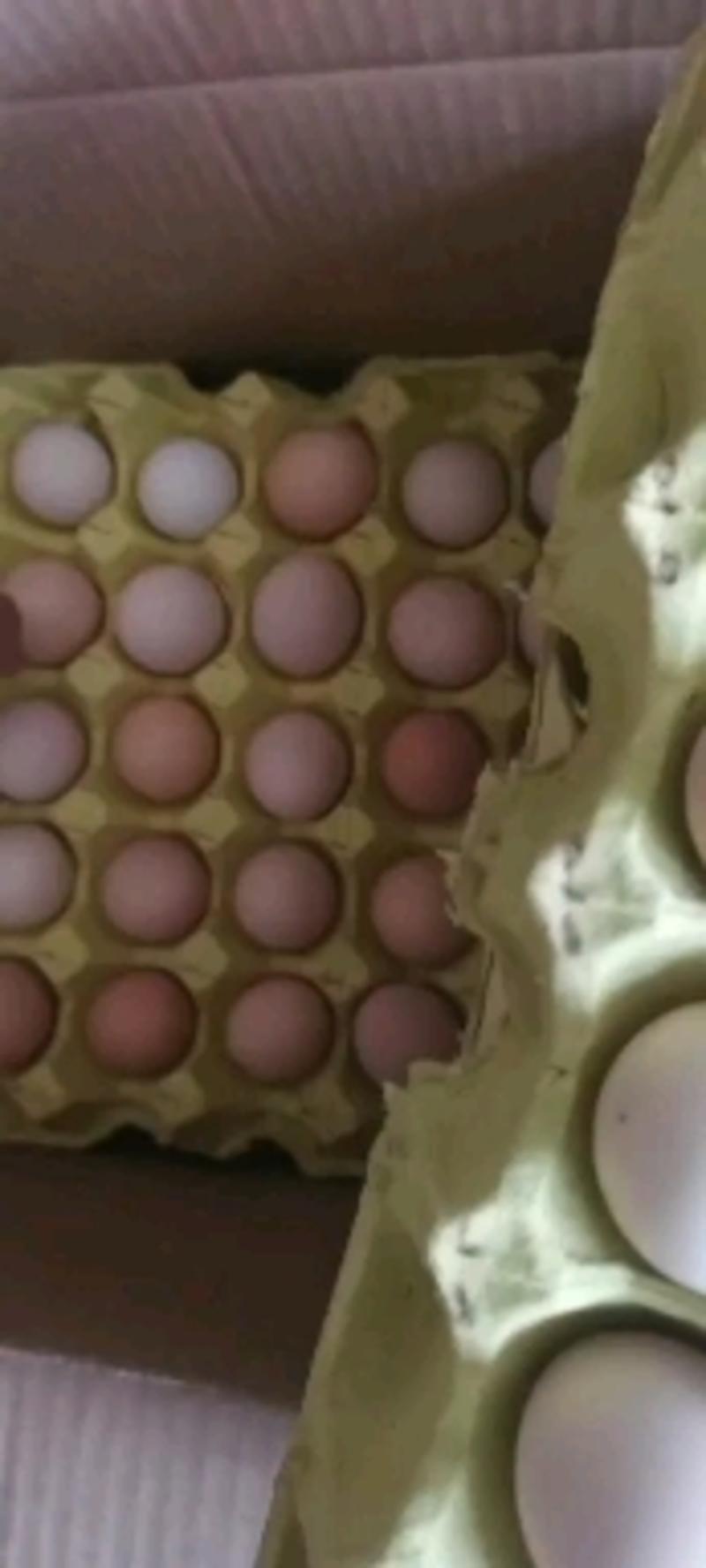 小码初产土鸡蛋大量出售每天2ooo一5ooo件