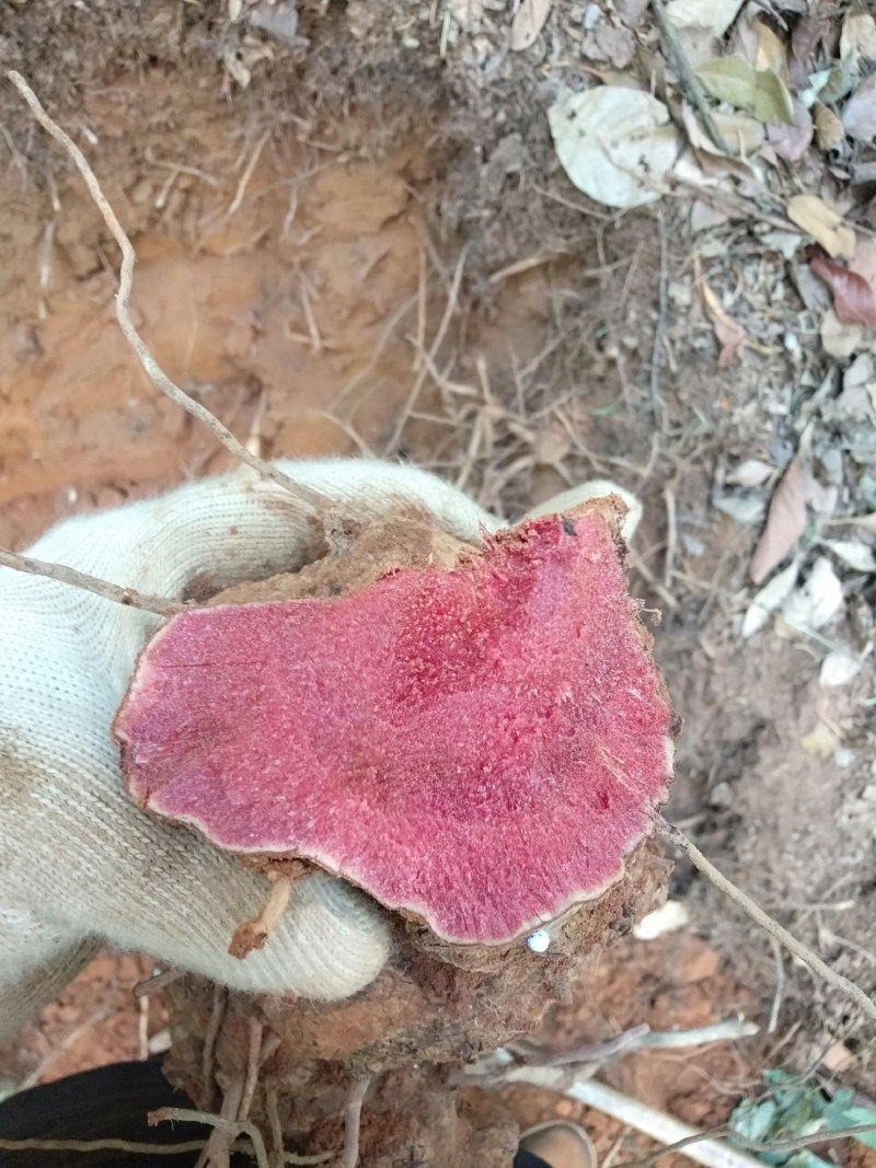 红肉土茯苓，一手货源，价格美丽，货源稳定