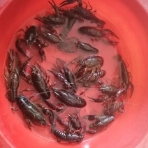 小龙虾幼虾规格虾