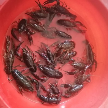 小龙虾幼虾规格虾