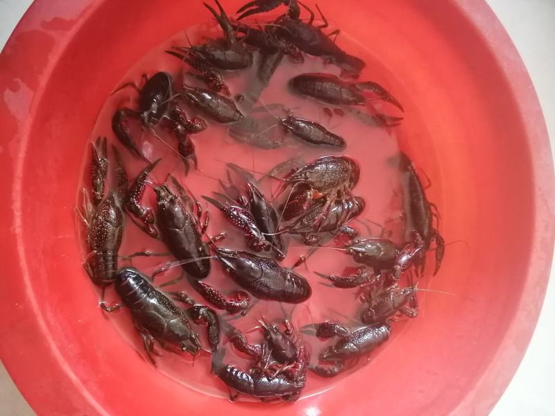 小龙虾幼虾规格虾