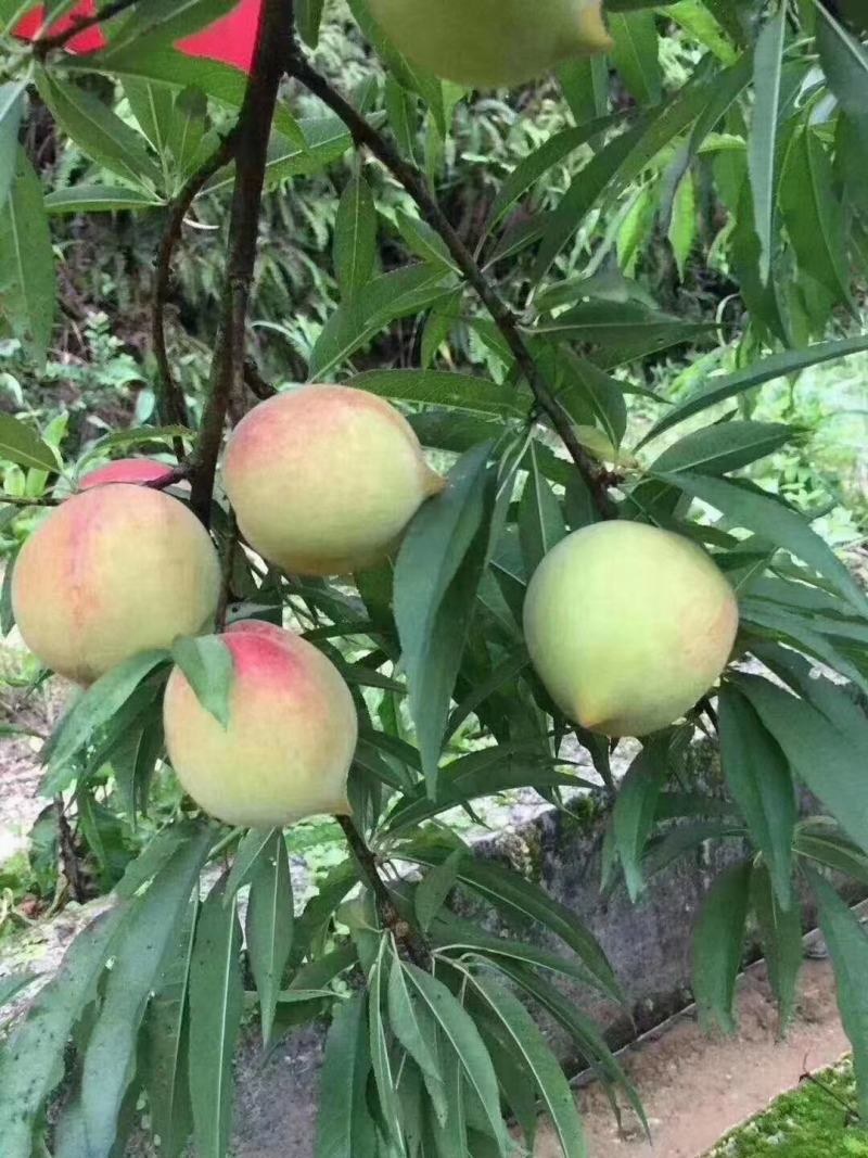 桃子鹰嘴蜜桃鹰嘴蜜桃正宗鹰嘴桃，爽口脆的桃子