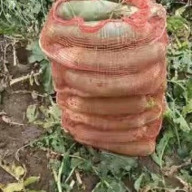 养殖，加工厂用青萝卜，大量现货，无药残，需要的朋友联系，