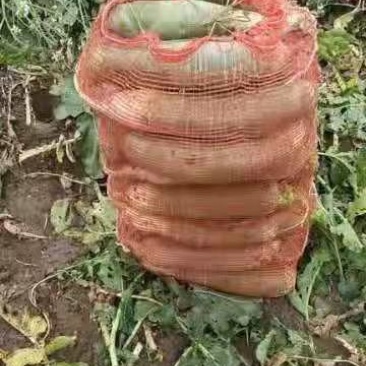 养殖，加工厂用青萝卜，大量现货，无药残，需要的朋友联系，