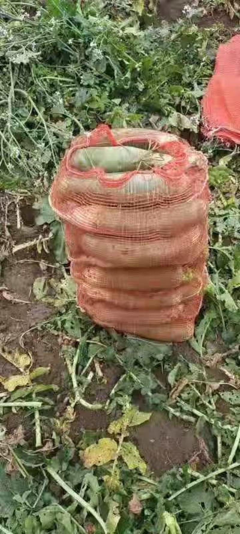 养殖，加工厂用青萝卜，大量现货，无药残，需要的朋友联系，