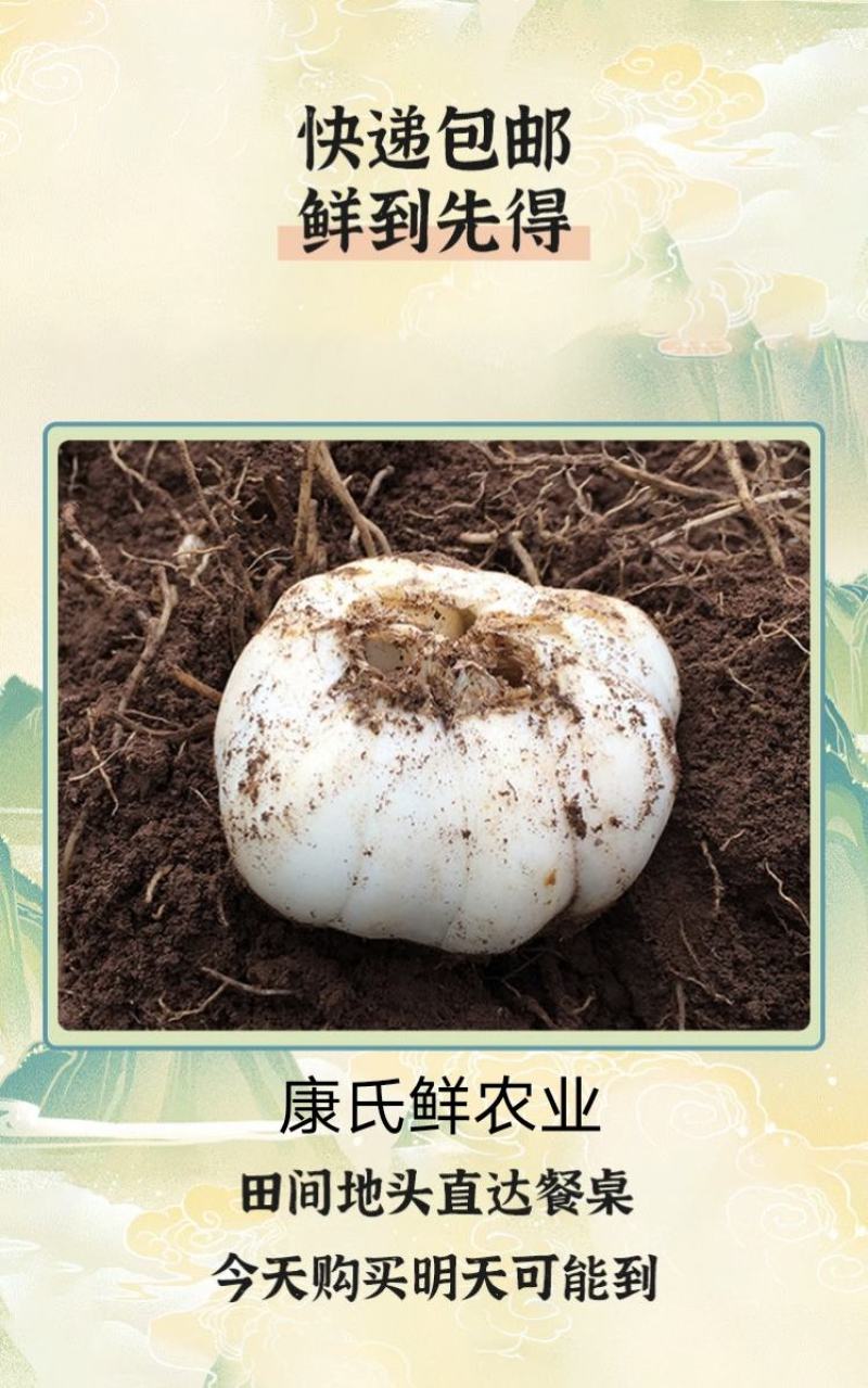 甘肃兰州甜百合片装鲜百合包邮诚信合作质量保障