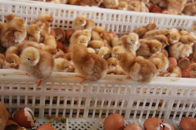蛋鸡苗海兰褐海兰灰蛋鸡苗优质品种打好疫苗包路损