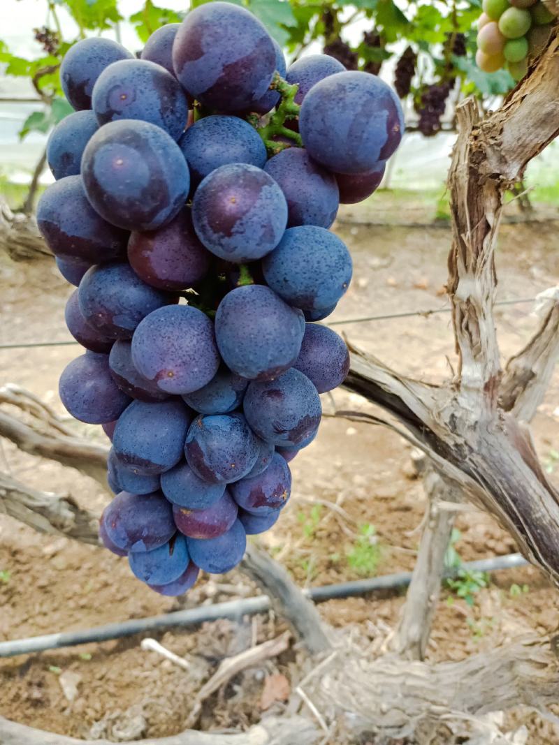 夏黑葡萄
