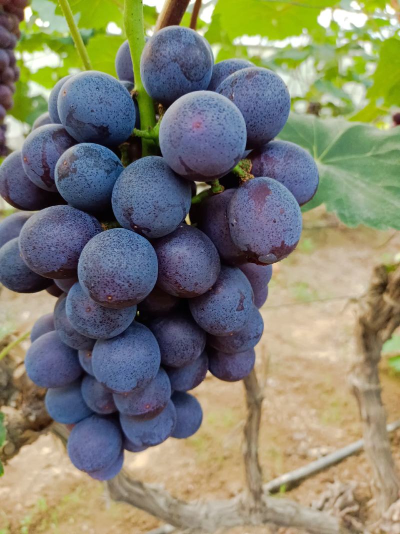 夏黑葡萄