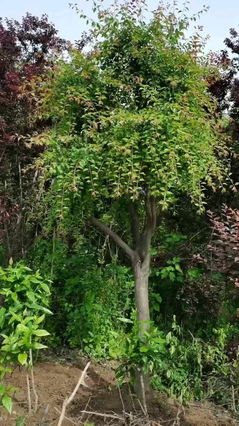 垂枝梅，别名垂枝骨里红梅。又称锦江垂枝梅，河南鄢陵货源，
