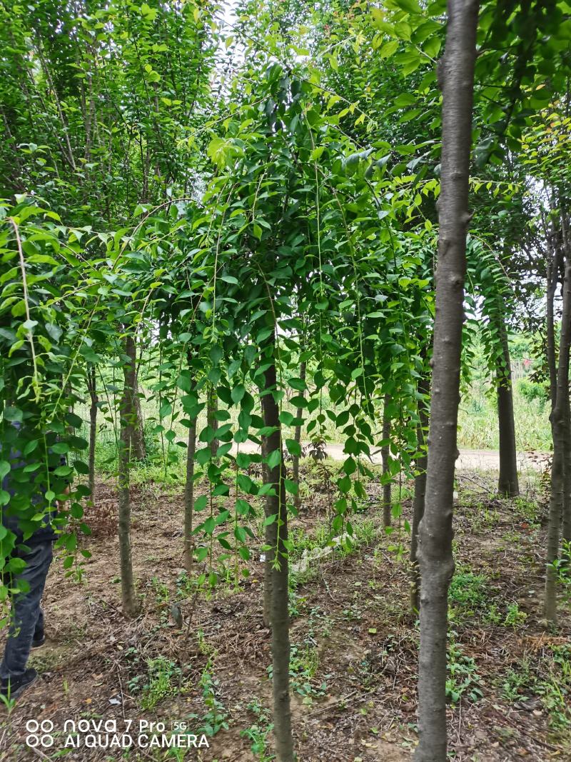 垂枝梅，别名垂枝骨里红梅。又称锦江垂枝梅，河南鄢陵货源，