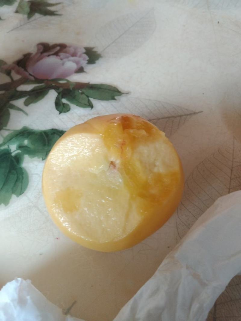 山东春雪桃大量上市，量大质优！！！！！！！！！！！！