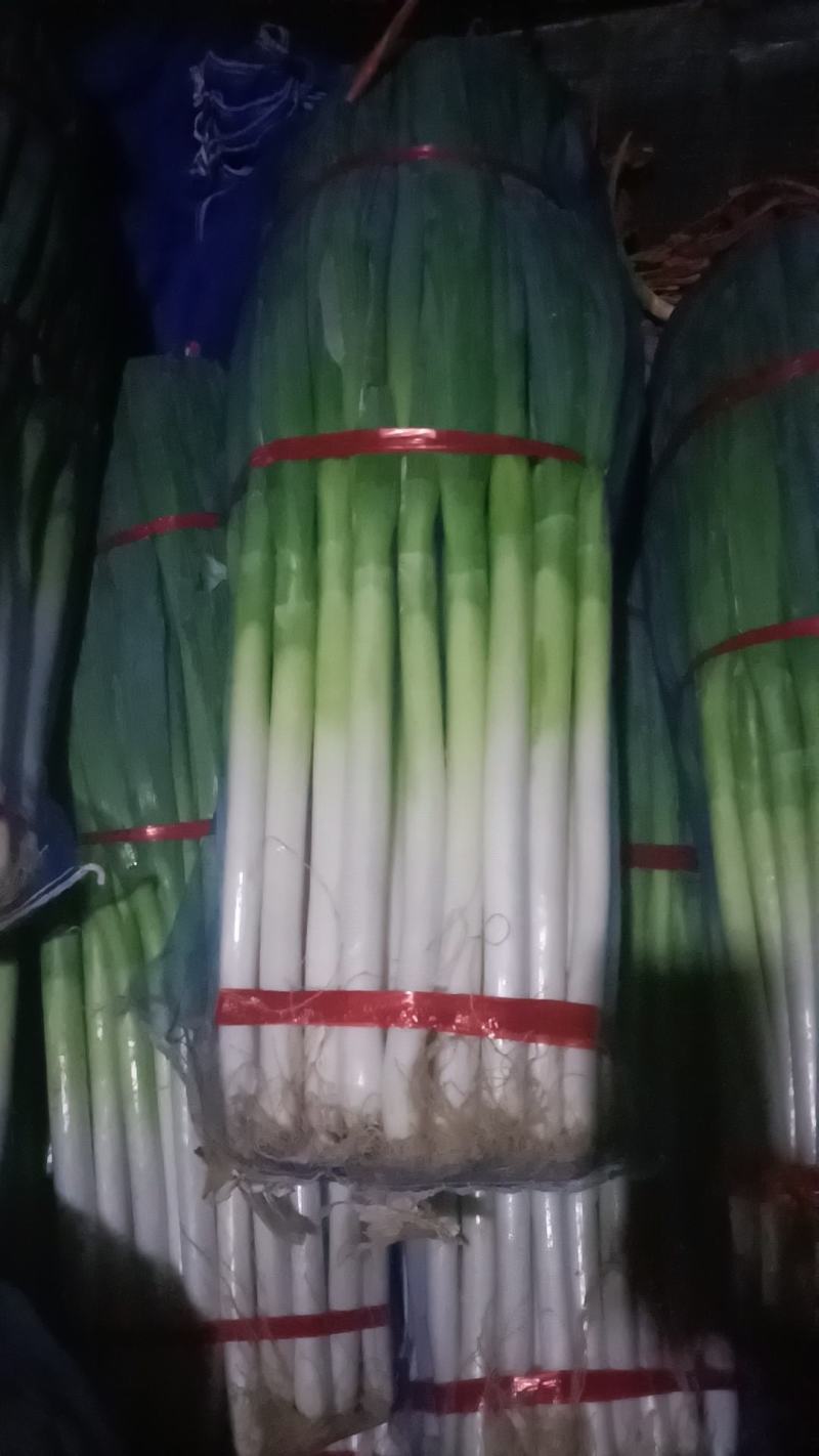 山东安丘精品大葱