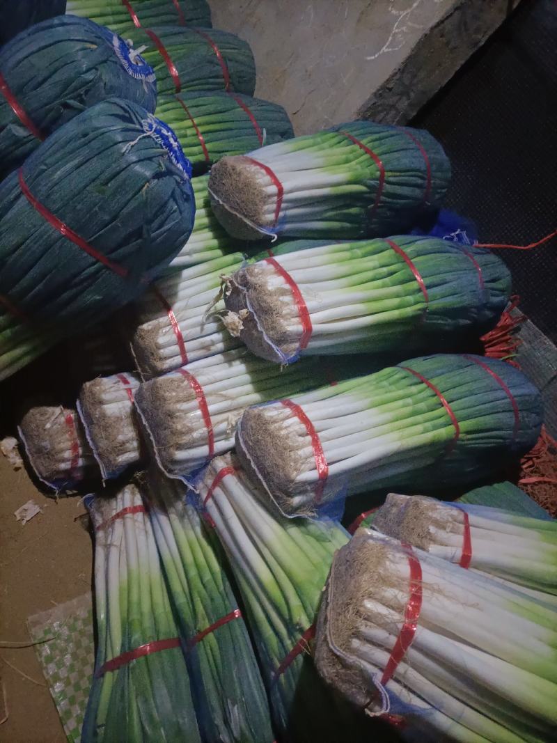 山东安丘精品大葱
