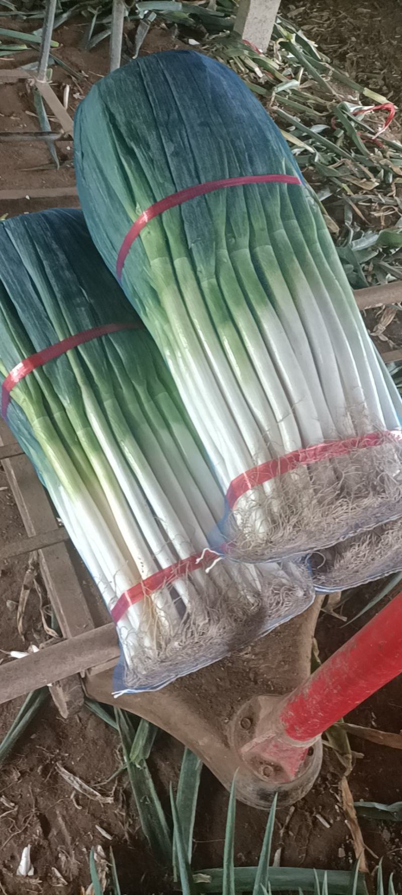 山东安丘精品大葱
