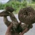 黑虎掌菌