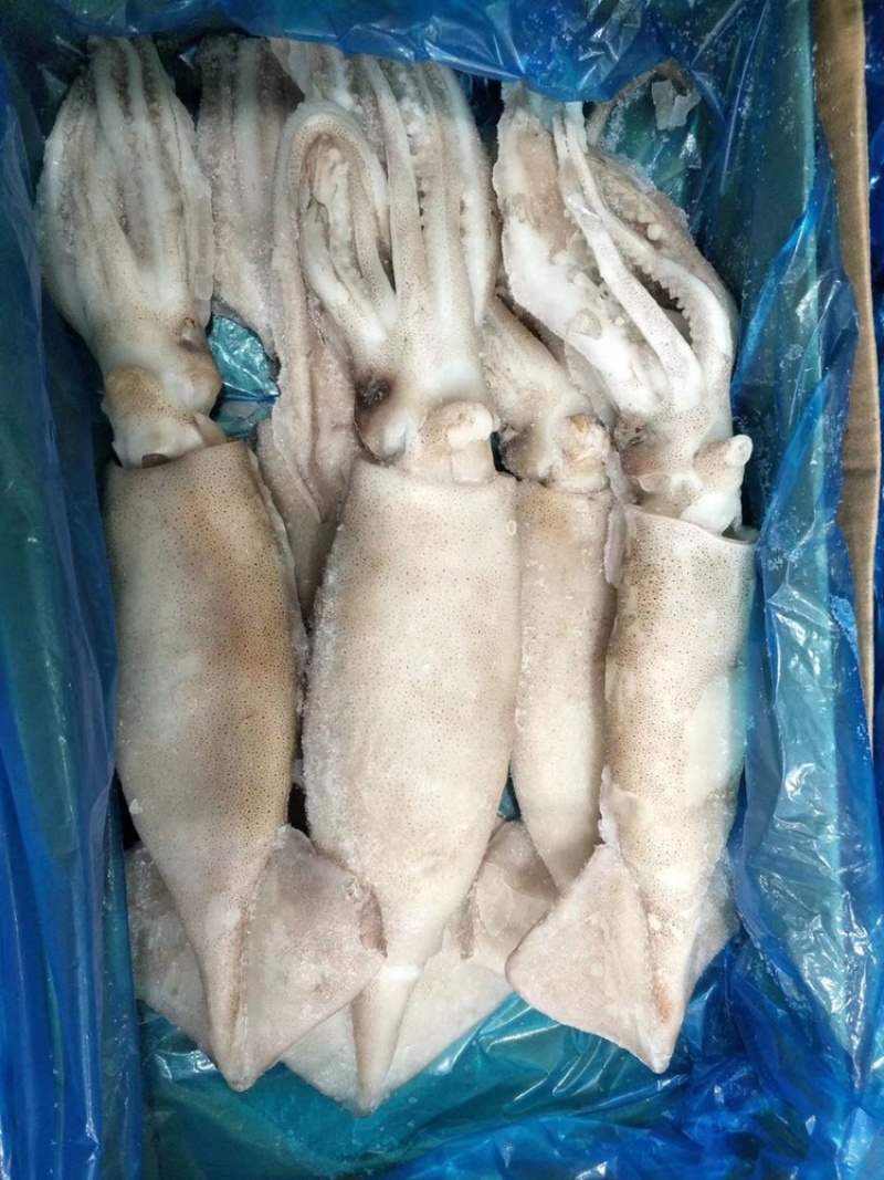 鱿鱼系列价格超低